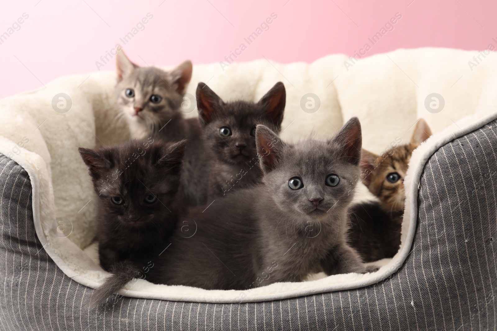 Photo of Cute fluffy kittens on pet bed. Baby animals