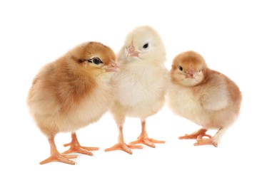 Photo of Three cute fluffy chickens on white background