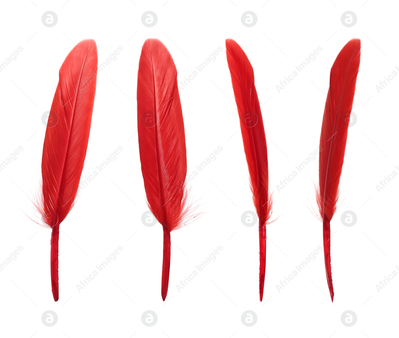 Image of Beautiful red feathers isolated on white, set