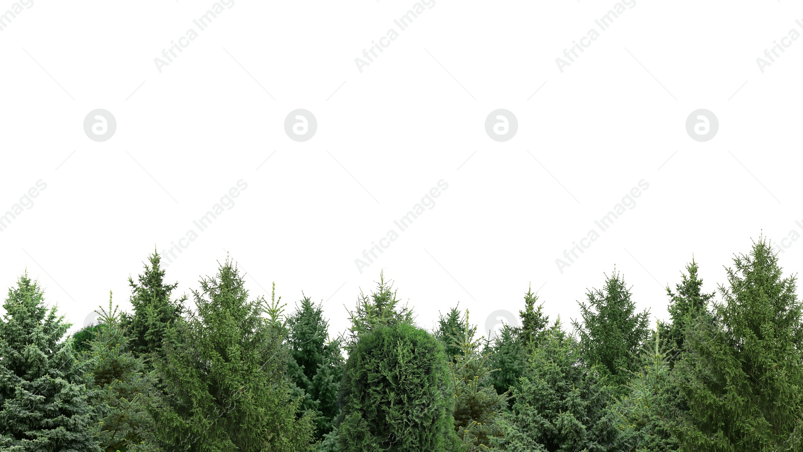 Image of Many different coniferous trees on white background