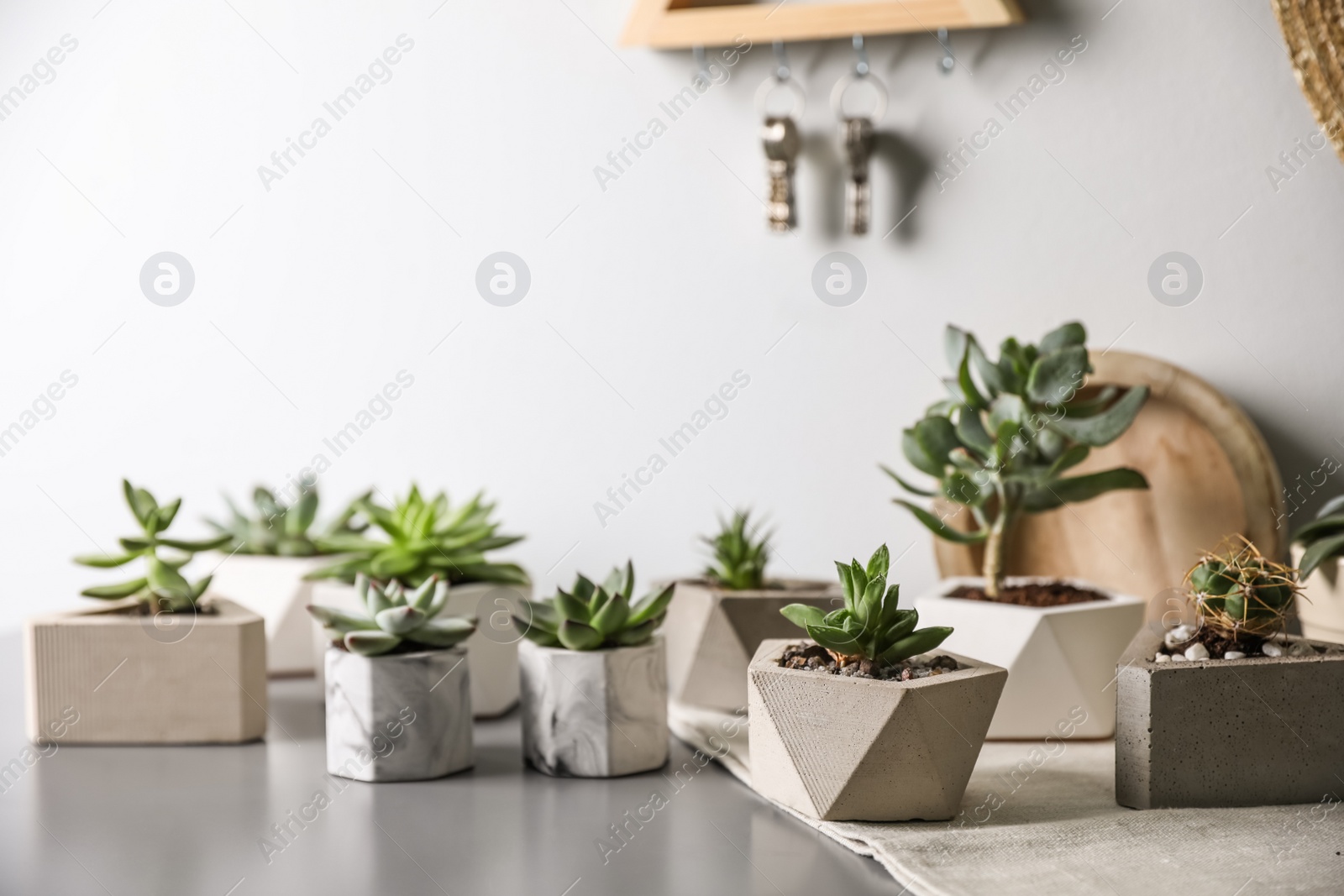 Photo of Beautiful succulents on grey table. Interior decoration