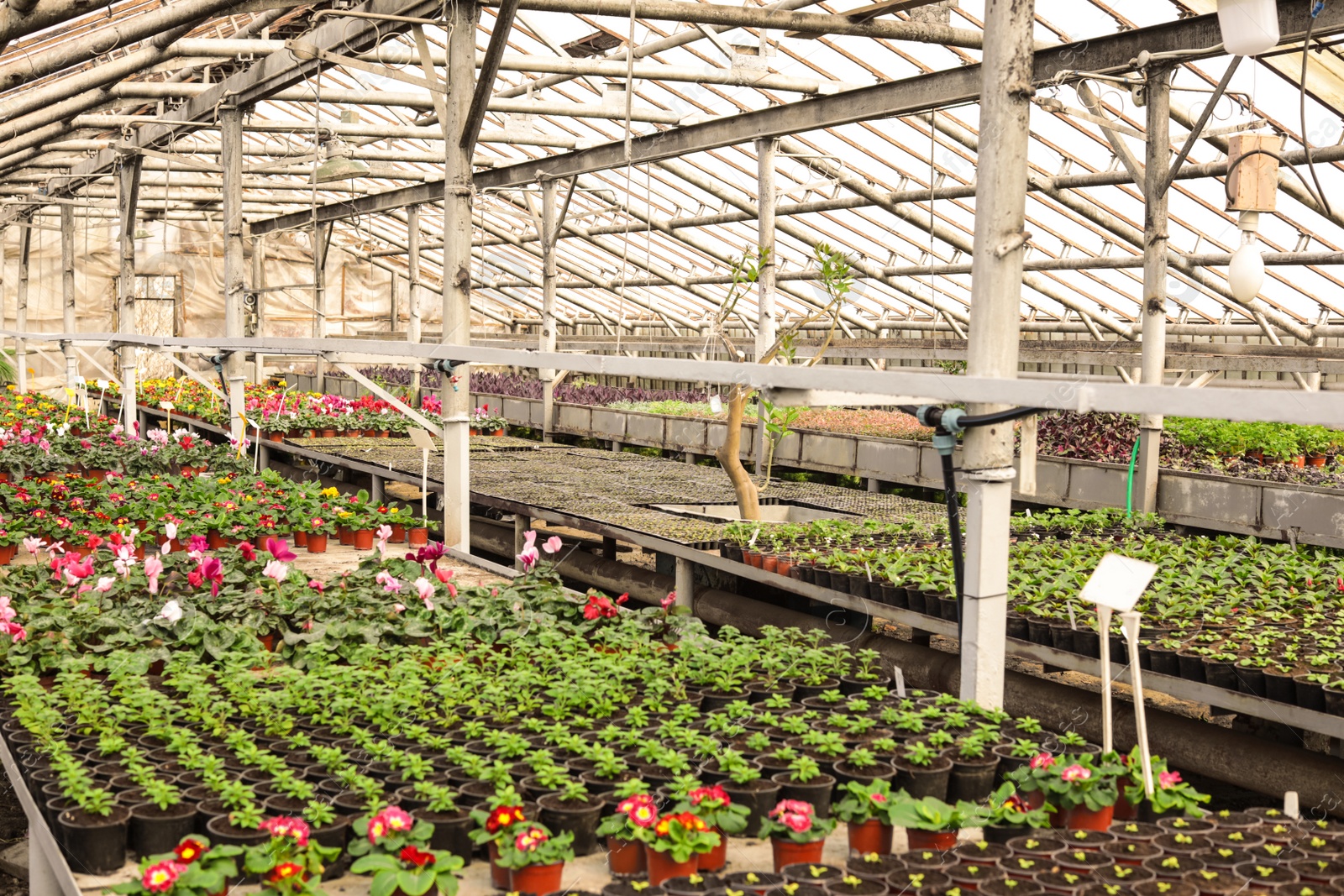 Photo of Many pots with fresh seedlings and blooming flowers in greenhouse. Home gardening