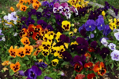 Many beautiful colorful pansies growing in garden