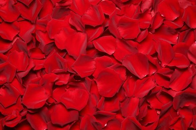 Beautiful red rose petals as background, top view