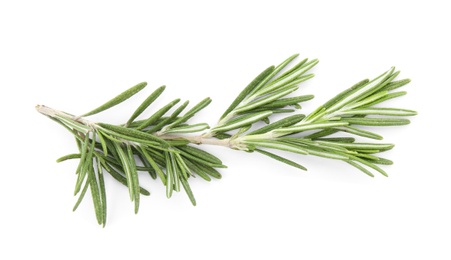 Photo of Fresh green rosemary twig on white background, top view