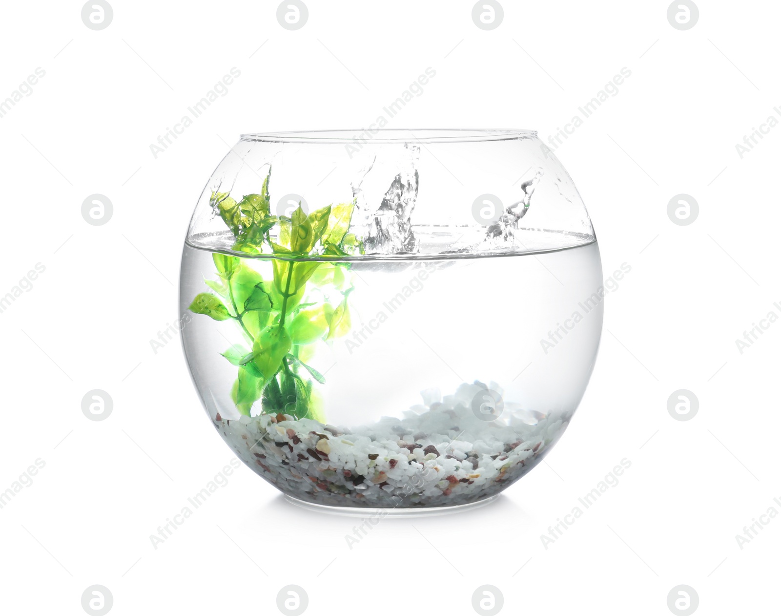 Photo of Splash of water in round fish bowl with decorative plant and pebbles on white background