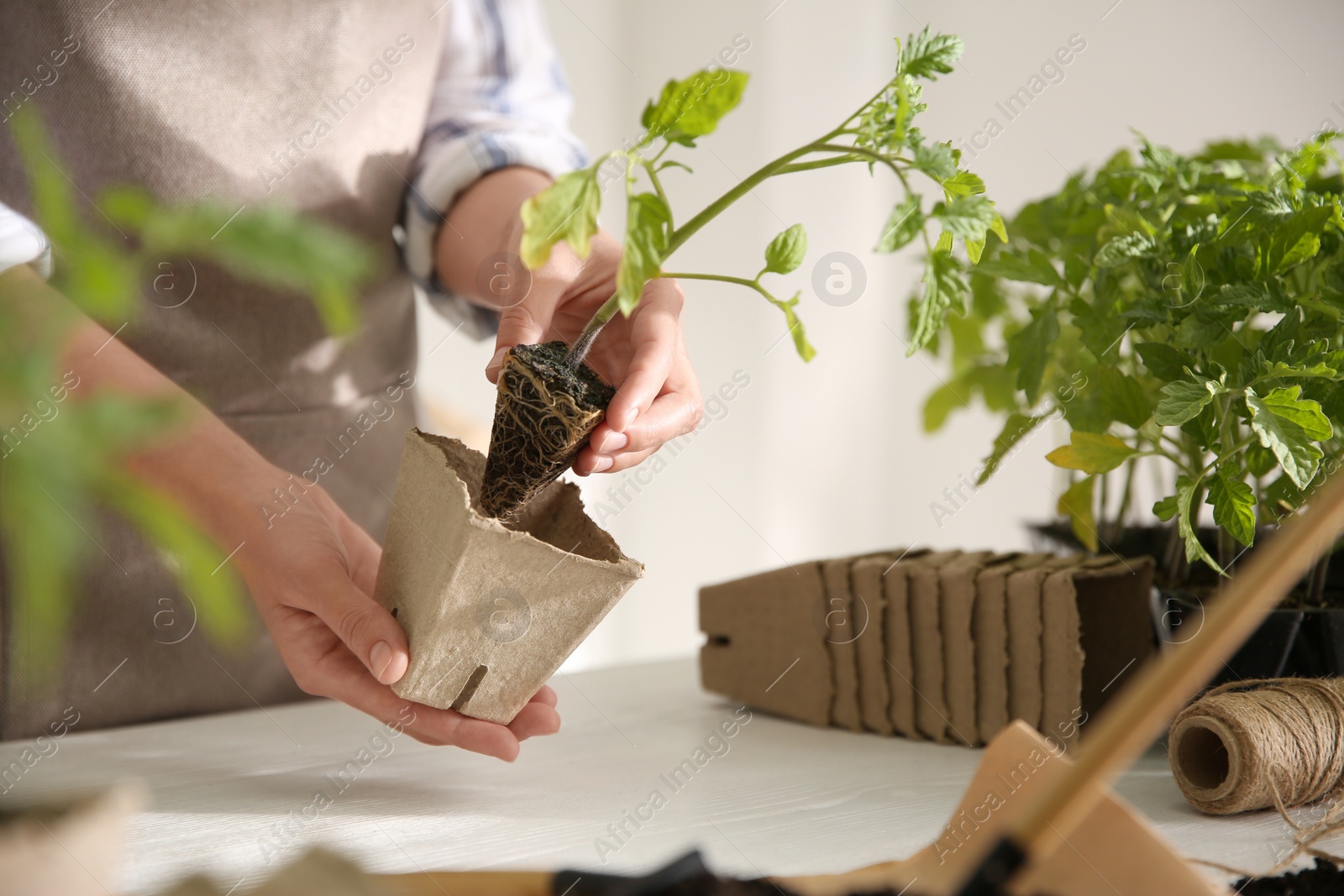 Photo of Woman planting tomato seedling into peat pot at table, closeup