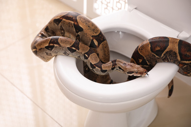 Brown boa constrictor on toilet bowl in bathroom