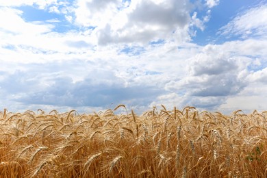 Photo of Beautiful view of agricultural field with ripe wheat spikes on sunny day