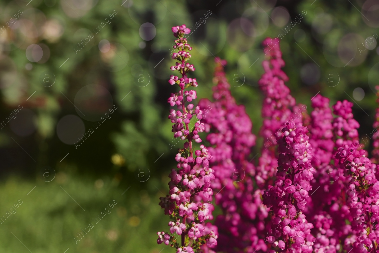 Photo of Heather shrub with blooming flowers outdoors on sunny day, closeup. Space for text