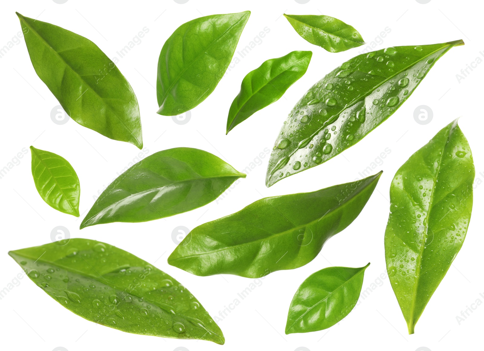 Image of Set with fresh green leaves on white background