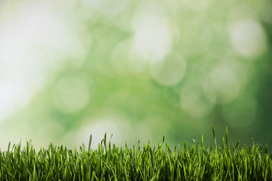 Photo of Fresh green grass on blurred background, space for text. Spring season