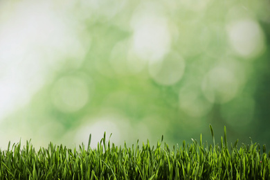 Fresh green grass on blurred background, space for text. Spring season