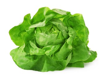 Fresh green butter lettuce head isolated on white