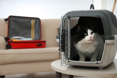 Photo of Cute cat sitting in pet carrier on table indoors. Space for text