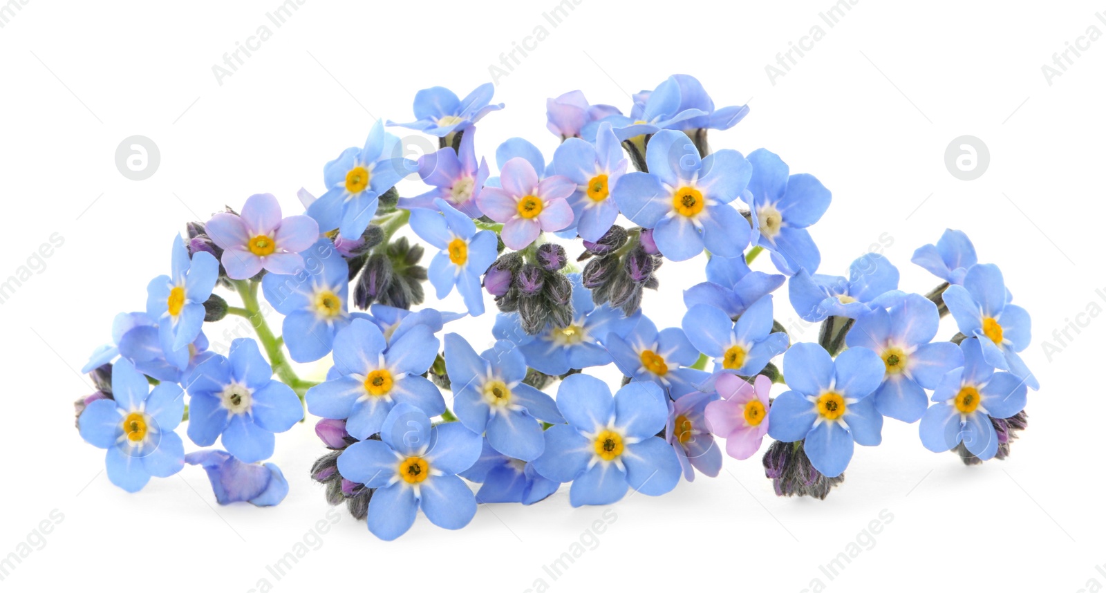 Photo of Amazing spring forget-me-not flowers on white background