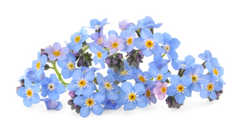 Amazing spring forget-me-not flowers on white background