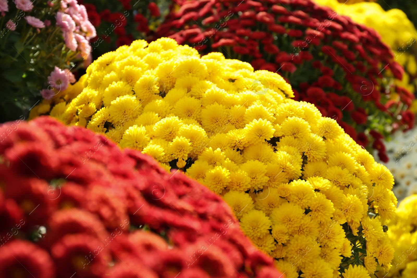 Photo of View of fresh beautiful colorful chrysanthemum flowers