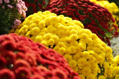 View of fresh beautiful colorful chrysanthemum flowers