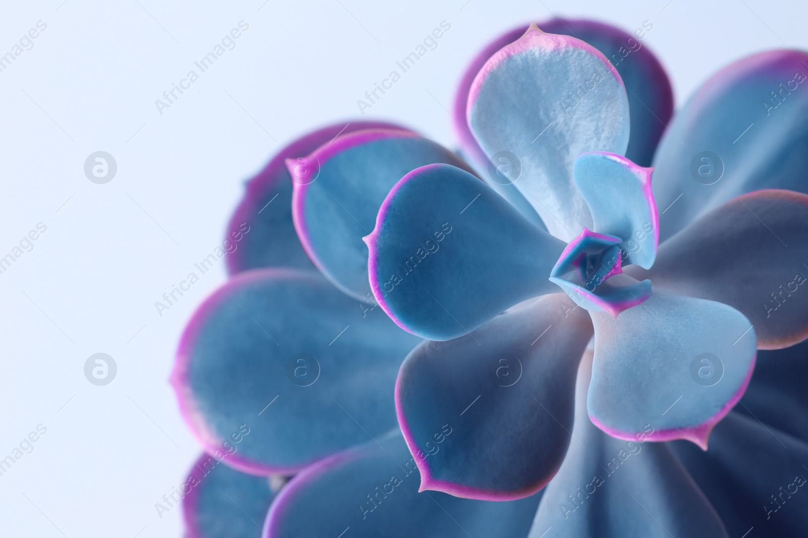 Image of Beautiful succulent plant on light background, closeup