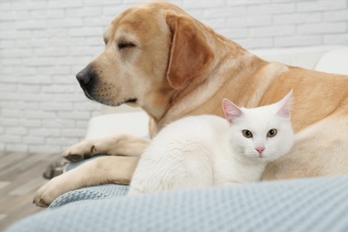 Adorable cat looking into camera and lying near dog on sofa indoors. Friends forever