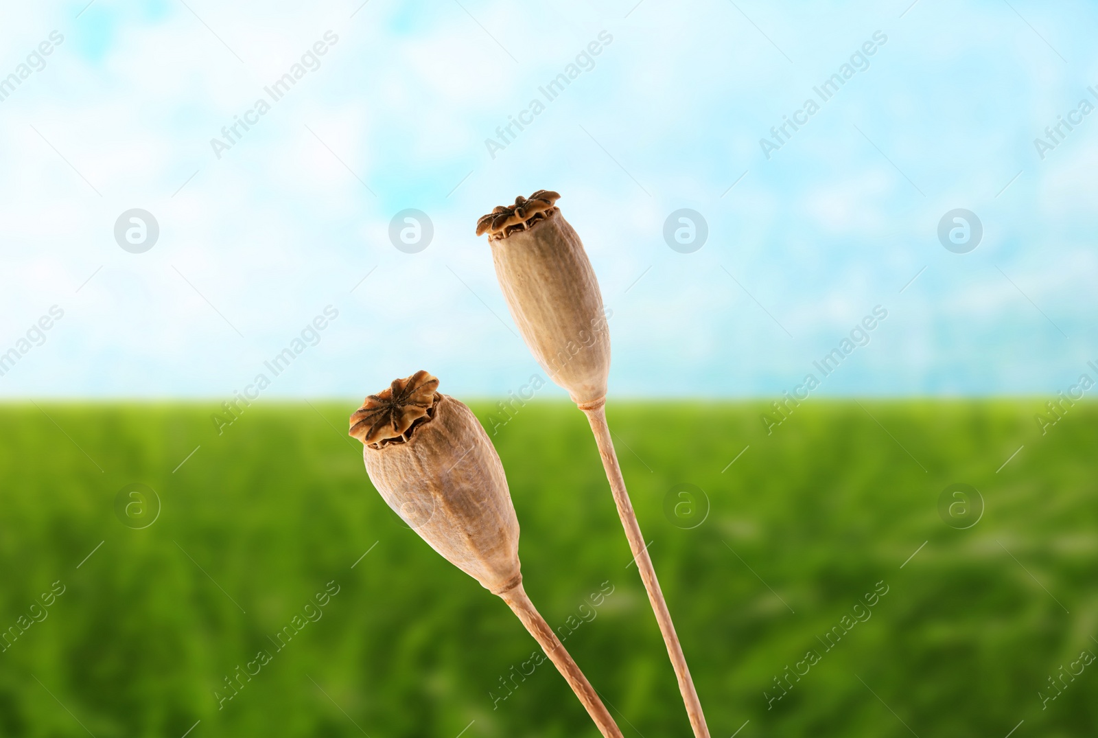 Image of Dry poppy heads with seeds in field, closeup