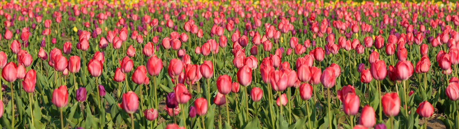 Photo of Field with fresh beautiful tulips. Blooming flowers