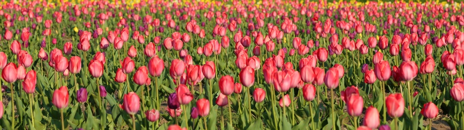 Field with fresh beautiful tulips. Blooming flowers