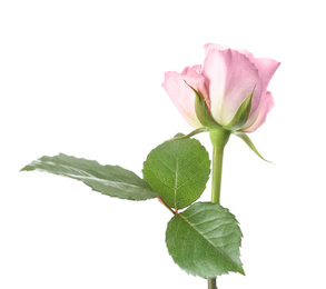 Photo of Beautiful fresh rose flower on white background