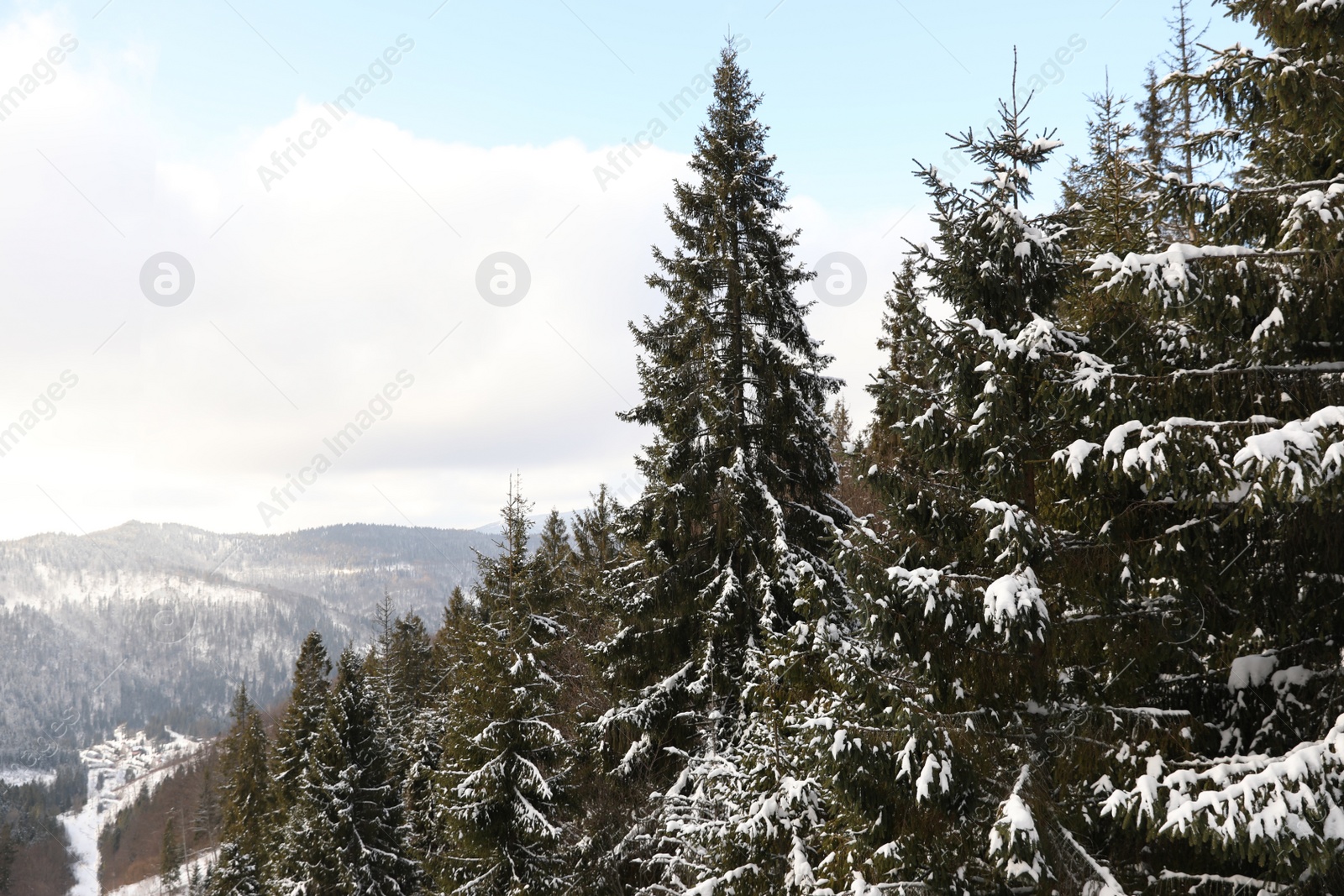 Photo of Beautiful mountain landscape with coniferous forest in winter