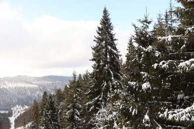 Photo of Beautiful mountain landscape with coniferous forest in winter