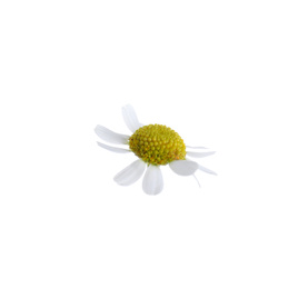 Beautiful small chamomile flower isolated on white