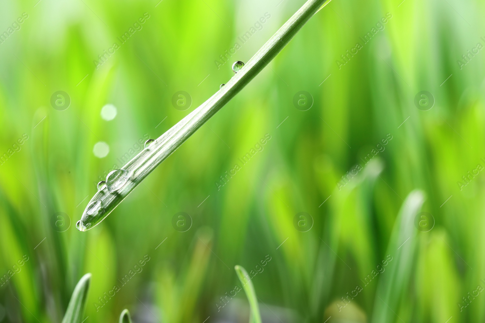 Photo of Water drops on grass blade against blurred background, closeup