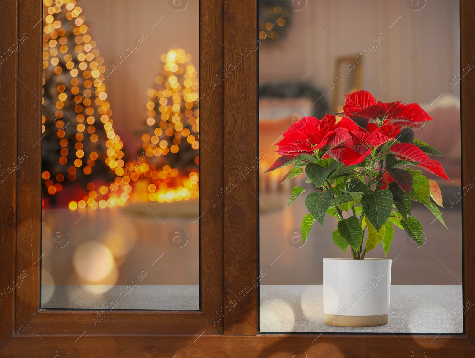 Image of Christmas traditional poinsettia flower on sill in decorated room, view through window, space for text