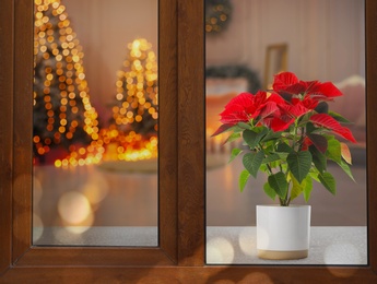 Image of Christmas traditional poinsettia flower on sill in decorated room, view through window, space for text