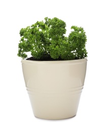 Photo of Pot with fresh green parsley on white background