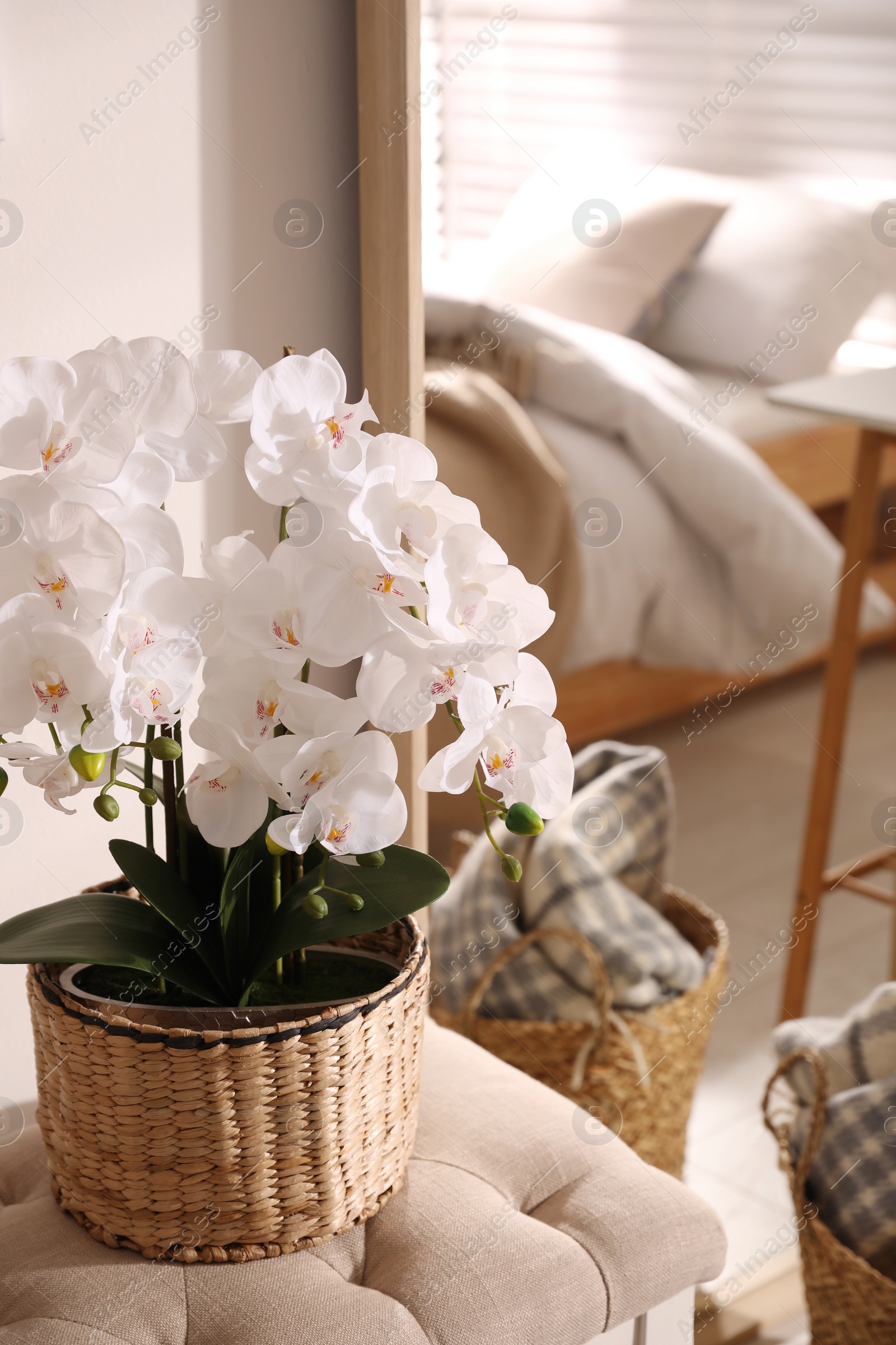 Photo of Beautiful potted white orchids in room. Interior design