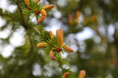 Photo of Beautiful branch of coniferous tree, closeup view