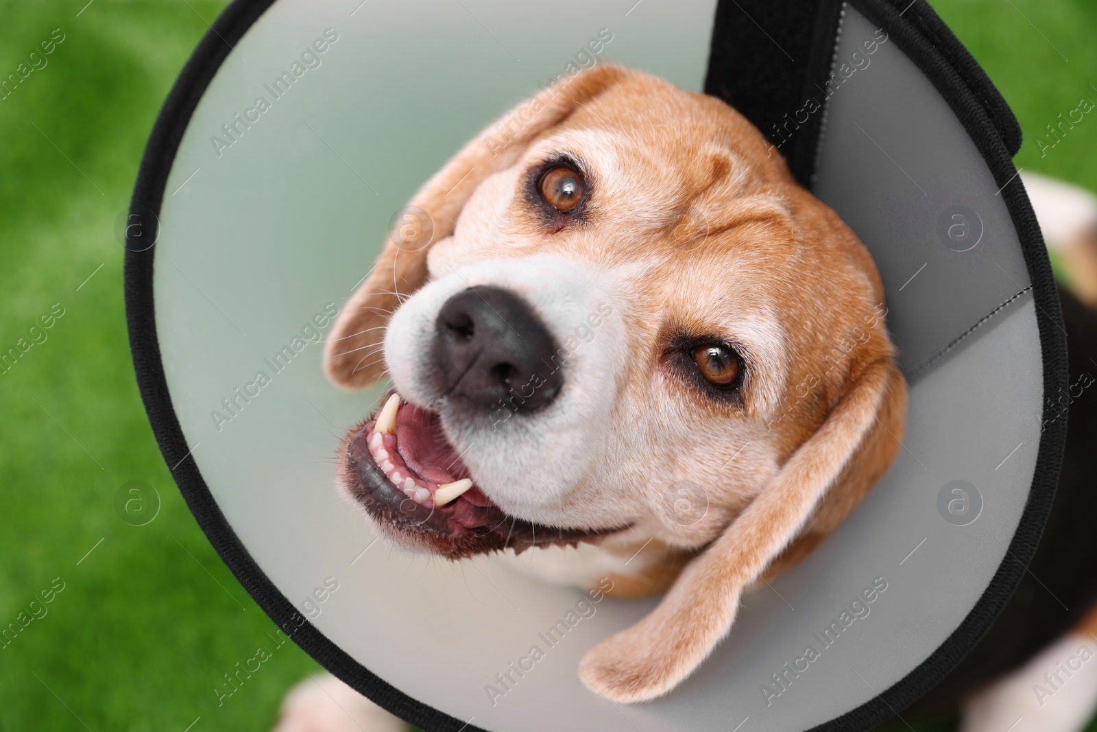 Photo of Adorable Beagle dog wearing medical plastic collar on green background, above view