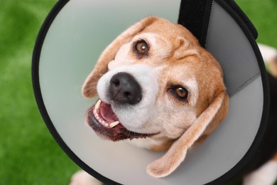 Photo of Adorable Beagle dog wearing medical plastic collar on green background, above view