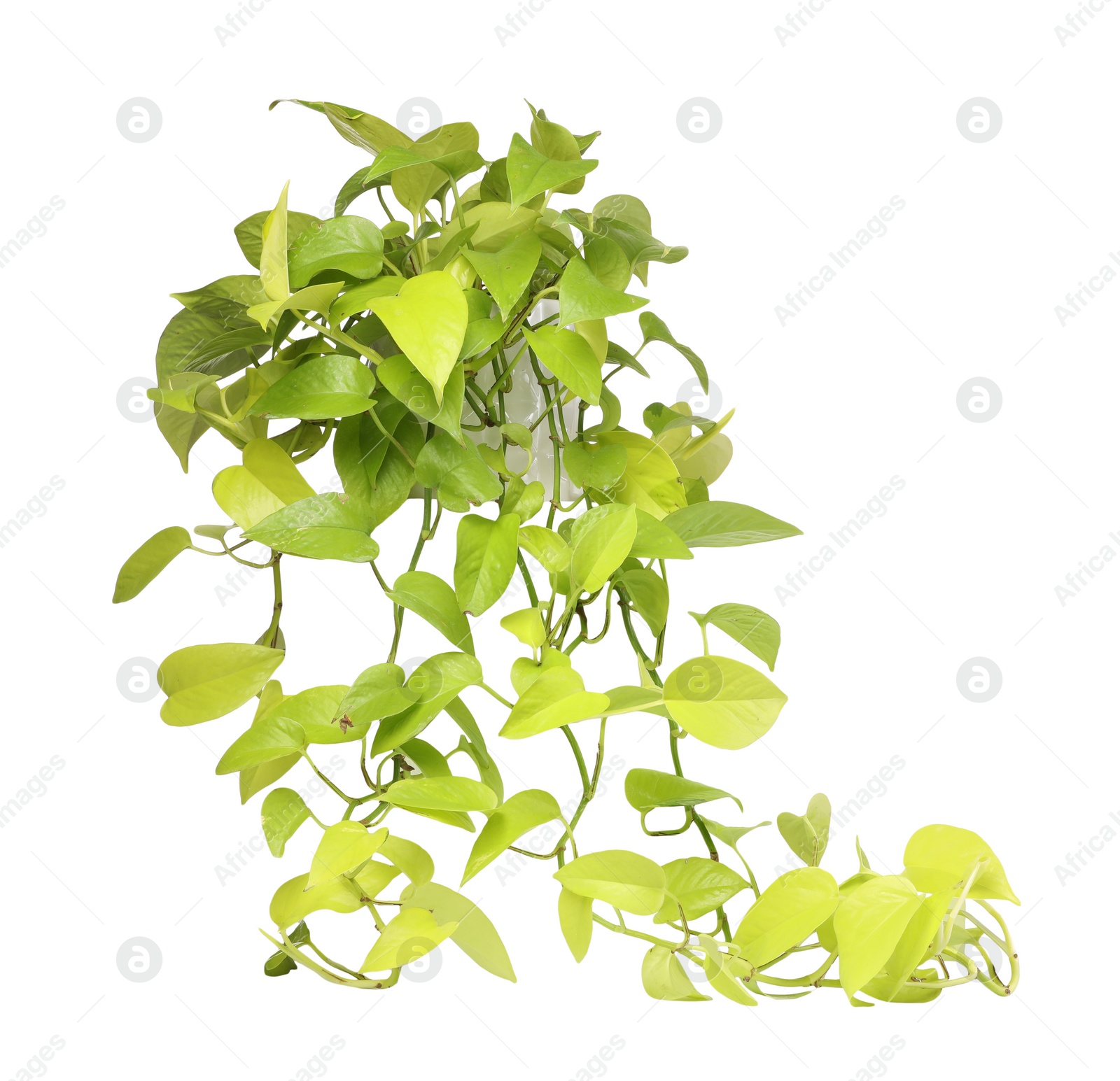 Photo of Potted houseplant with damaged leaves on white background