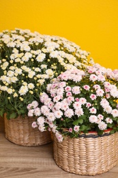 Photo of Beautiful fresh chrysanthemum flowers on wooden table