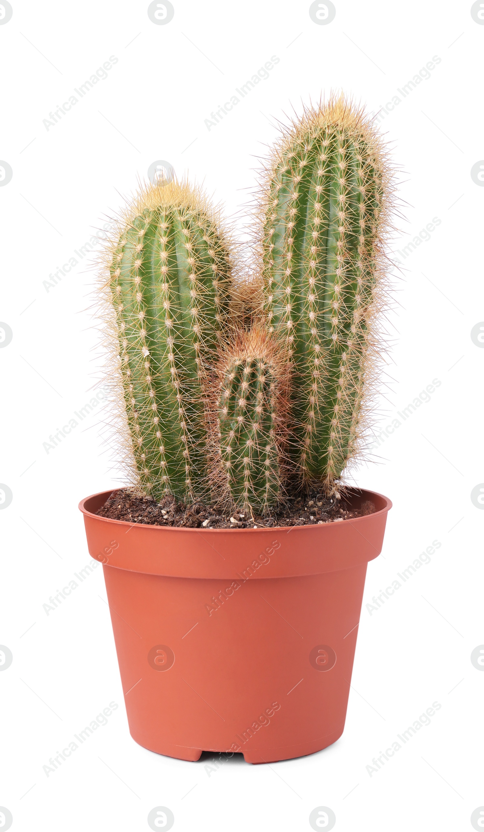 Photo of Beautiful green cactus in pot isolated on white. Tropical plant