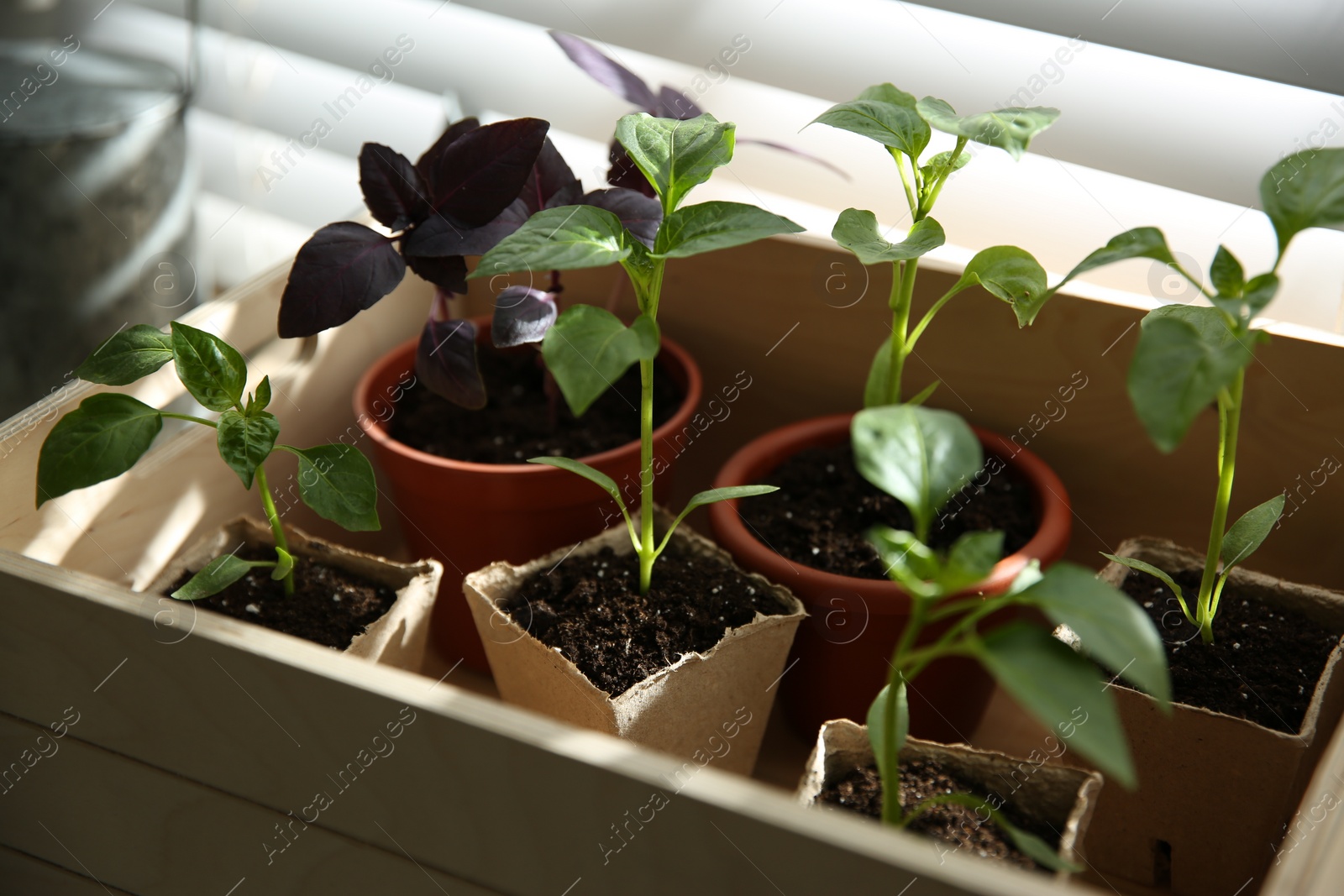 Photo of Many young seedlings in wooden crate near window, closeup