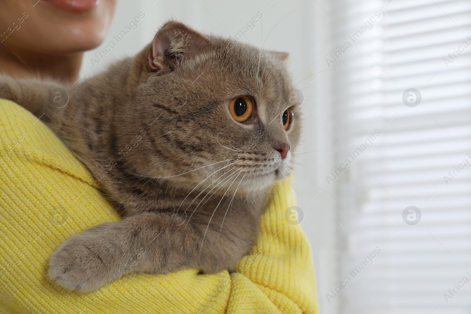 Photo of Woman with her adorable cat at home, closeup