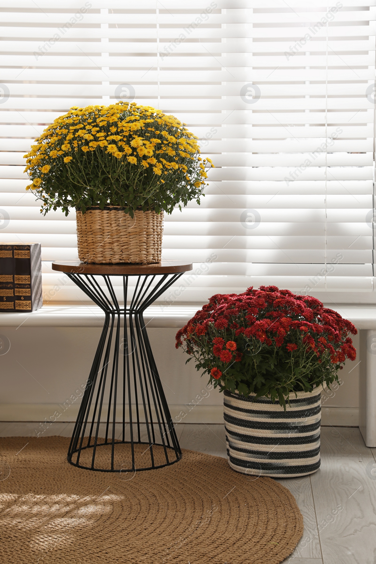 Photo of Beautiful fresh chrysanthemum flowers near window at home