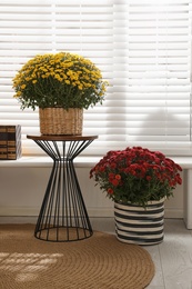 Beautiful fresh chrysanthemum flowers near window at home