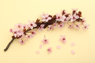 Photo of Spring tree branch with beautiful blossoms, flowers and petals on yellow background, flat lay