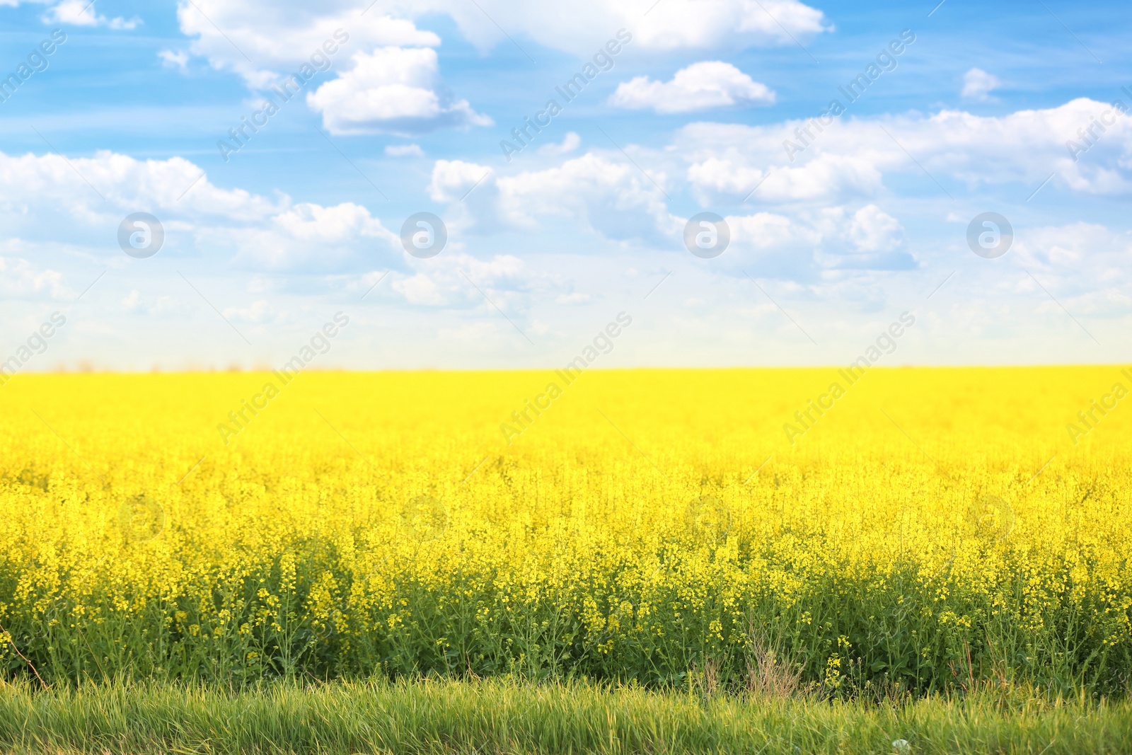 Photo of Field with blossoming flowers on spring morning