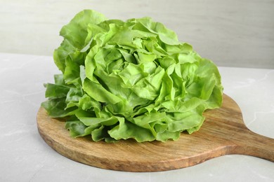 Photo of Fresh green butter lettuce on light table